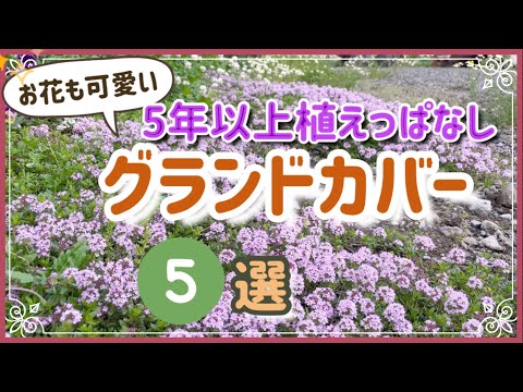 グランドカバー植物トップ 10: 庭にスタイリッシュなカーペットを敷きましょう!  庭園