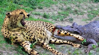 Crocodile Ambush Bite off Cheetah's Tail, Lucky Escaped Cheetah Return Destroy Crocodile For Revenge