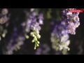 Ofrandă Sfintei Cuvioase Parascheva