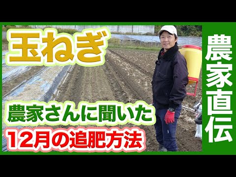 タマネギにエプソムソルトを施肥する理由とその方法?  庭園