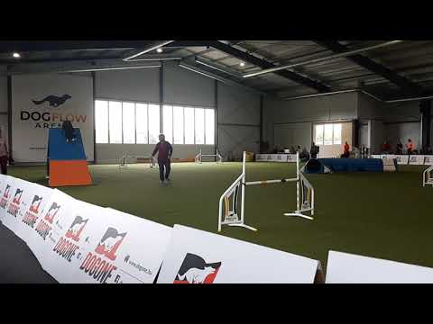 Dogflow Arena szombati futam