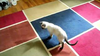 Jumping Siamese Kitten