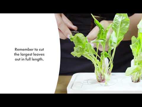 Click And Grow Click &amp; Grow sėklos išmaniajam vazonui - Mangoldai (Rainbow Chard), 3vnt. video