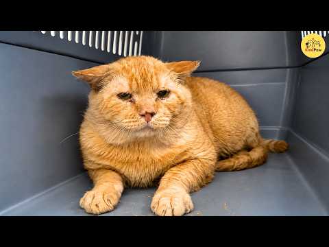 A Semi-Feral Cat Refused Human Contact... Until One Tiny Kitten Changed Everything