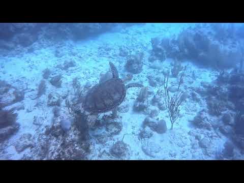 Diving in Fajardo - Found a turtle