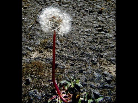 OSUN BABA  - GRÜN GEGEN GRAU - by ZUMI Beats