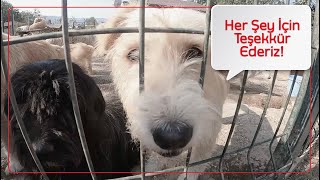SOKAKTAKİ DOSTLARIMIZIN TEDAVİSİNİ GERÇEKLEŞTİRDİK. #HEPAD #PATİSEV