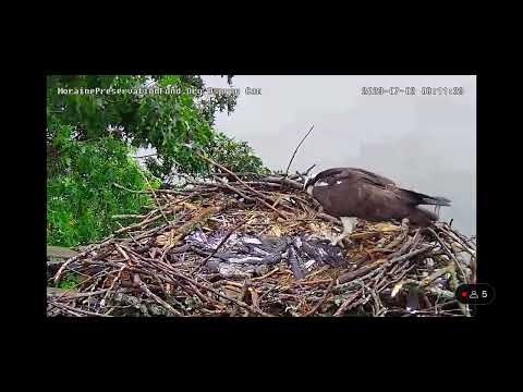 GRAPHIC - Moraine Preservation Fund - Owl Attack on Osprey Nest 06/30/23 - Video #14