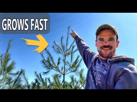 Pine Tree Growth Rate Comparison; White Pine, White Spruce, Red Pine [Screen your Property Fast]