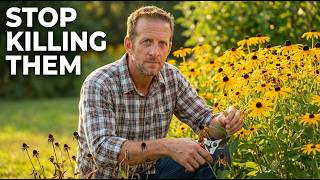 Grow Black-Eyed Susans From Seeds Easy Method | How to grow black-eyed susans