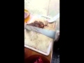 Master Churrasco Cutter That Looks So Good