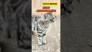 Download lagu Fakta Menarik Kucing American Shorthair #fakta #faktamenarik #kucing #kucingamericanshorthair mp3 Download lagu Fakta Menarik Kucing American Shorthair #fakta #faktamenarik #kucing #kucingamericanshorthair mp3