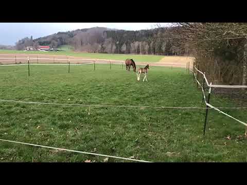 Stutfohlen von Vingino x Indoctro x Cordalme x Zeus