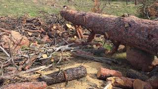 Tree Cutting at the Sawmill Wyoming