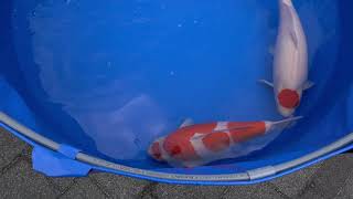 video van Maruten Kohaku KO-V22-0391