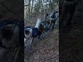 Llama Train to LeConte Lodge