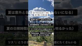カナダのカルガリーに来て驚いたこと5選🇨🇦🇨🇦🇨🇦