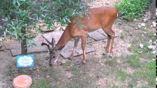 Friendly Young Buck