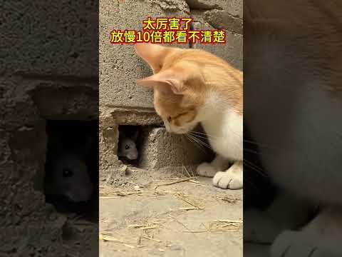 太厉害了，它究竟是如何做到的？#抖音 #令人惊叹 #funny #台湾 #香港 #新加坡 #美国 #马来西亚