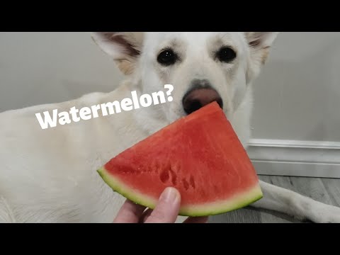 My dogs try watermelon for the first time | ASMR