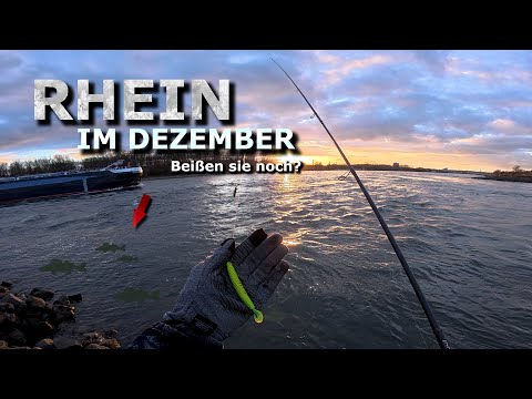 ZANDER fishing with soft plastic lures on the Rhine in winter 🥶