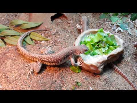 Dipsosaurus dorsalis - Pico & Alto