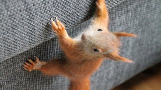 Was Ist Euer Meinung Nach Das Susseste Tier Der Welt Tiere