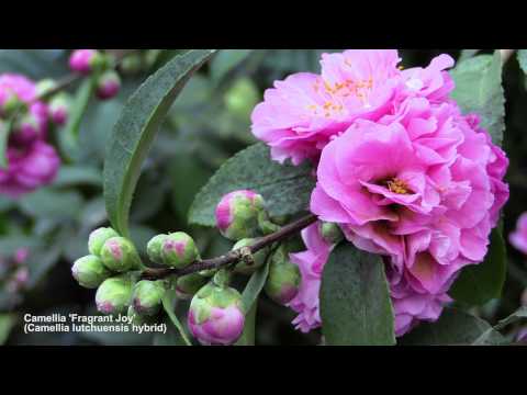 How to Flower Camellias in Containers