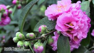 How to Flower Camellias in Containers