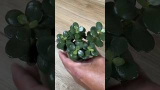 How To MIRACULOUSLY Propagate Jade Plant from Just Leaves
