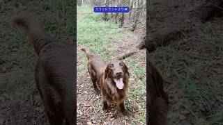 #イギリス #スコットランド #flatcoatedretriever #scotland #犬のいる暮らし