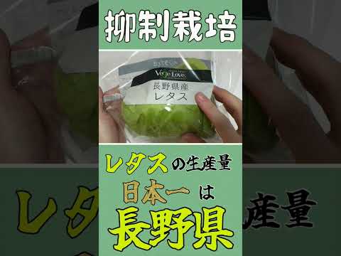 薬学科 レタスの抑制栽培と長野県の農業