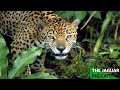 THE JAGUAR BIG CATS Animals Nature Wildlife Full Documentary