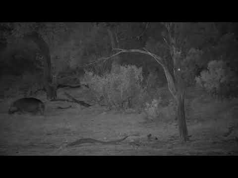 Djuma: Hippo leaving the dam - 18:05 - 08/13/2022