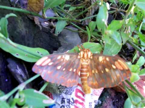 Mariposa Citheronia brisotti meridionalis