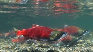 preview picture of video 'Cougar Creek Kokanee 01'