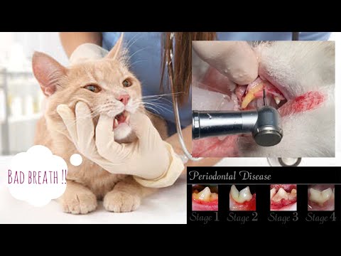 Dental extraction in a cat.