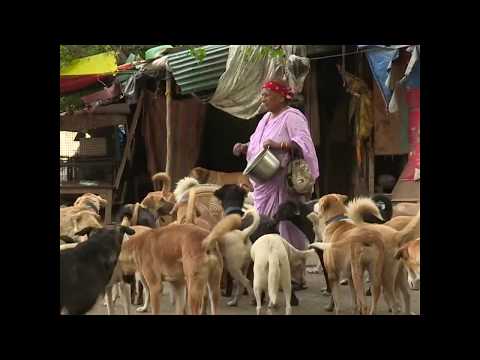 Pratima Devi,known as dog lady has made it her life mission to take care of 40 dogs
