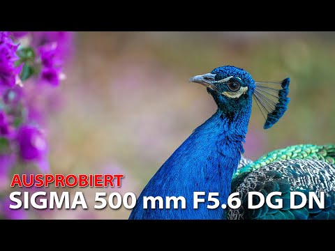 Tried and tested: SIGMA 500mm F5.6 DG DN OS | Sports