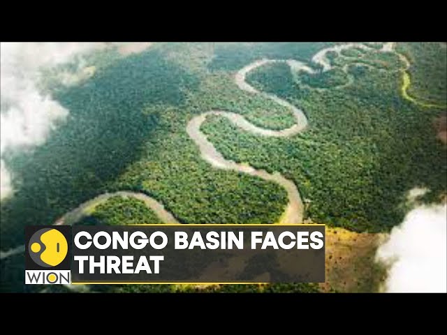 Congo Basin: Deforestation threatens world's second largest tropical forest 