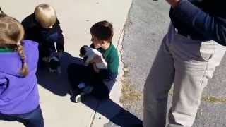 Jack Russell Terrier, Puppies, For, Sale, In, Fort Worth, Texas, TX, Houston, Dallas, Corpus