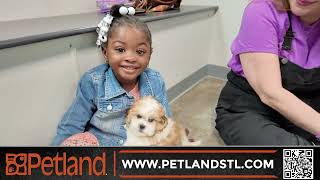 🐶 Find Your New Best Friend at Petland St. Louis! | The Best One Stop Pet Store in Missouri 🐾