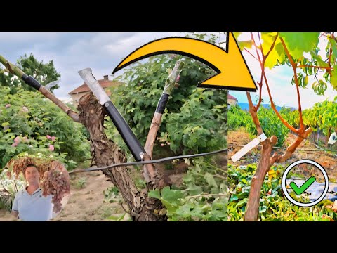 Easy way to graft a new grape variety onto the canes of an old vine.A complete, practical  guide.
