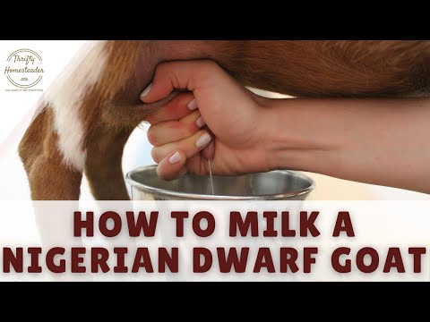 , title : 'How to Milk a Nigerian Dwarf Goat'