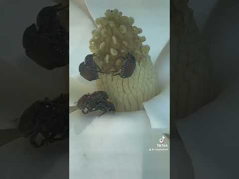 The flowers have a short age #beatles #hoplias  #magnolia  #flower