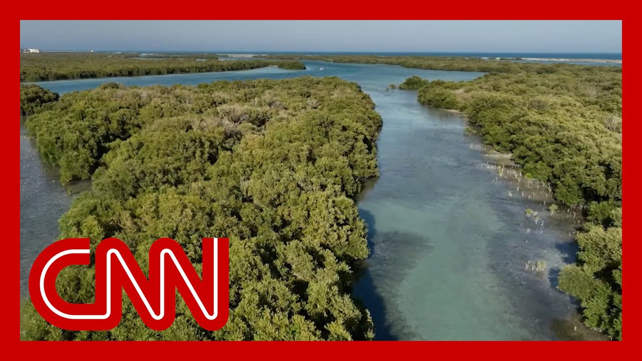 How a community is helping prevent climate change one mangrove plant at a time