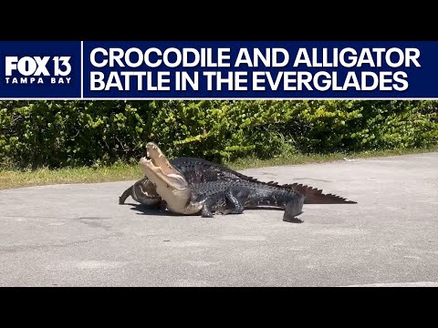 Crocodile and alligator battle it out in Everglades National Park