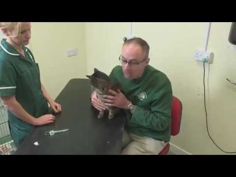 Pet Care Tips- How to handle your cat safely