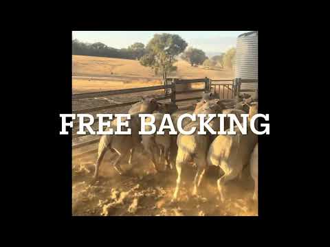 Jerilderie Working Dog Auction 2026 “Lot 1 Freddy”