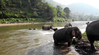 preview picture of video 'Happy baby elephant playing in the river at the Elephant Nature Park in Northern Thailand'